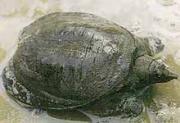 Trionix sinensis Wiegmann